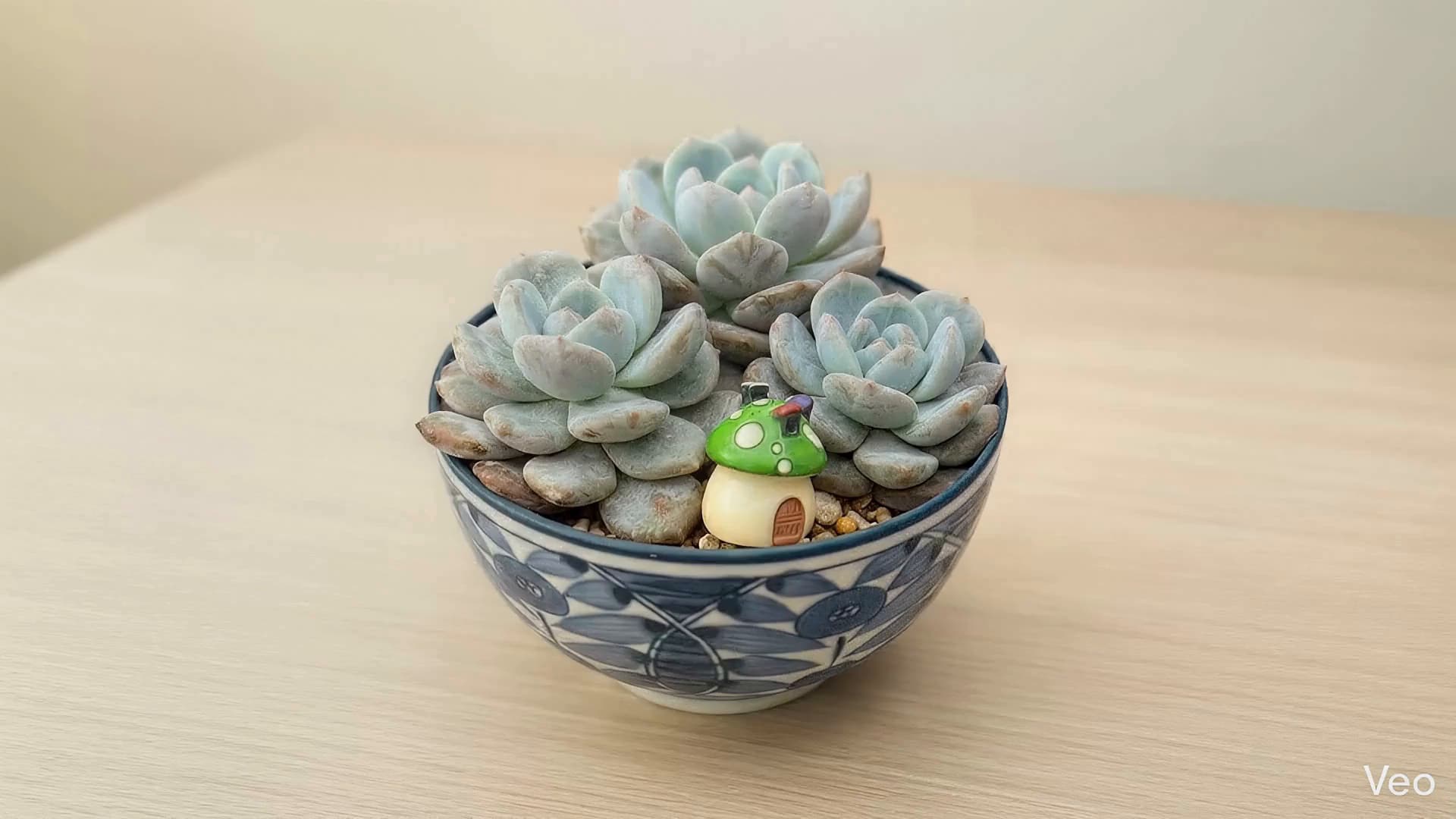 Echeveria "Lola" Premium